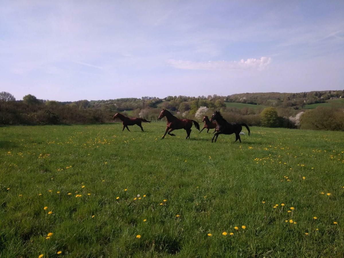 Bed and Breakfast Haras de La Croix d'Argent Saint-Sauveur-de-Carrouges Exterior foto